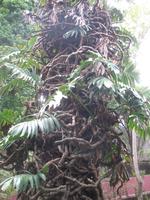 Botanische Garten 