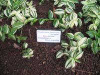 Botanische Garten 