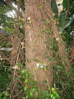 Botanische Garten 