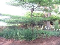Botanische Garten 