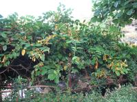 Botanische Garten 