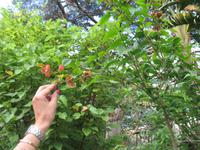 Botanische Garten 