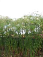 Botanische Garten 