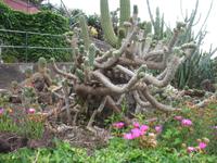 Botanische Garten 