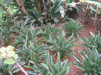 Botanische Garten 