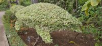 Botanischer Garten Funchal