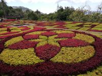 Der wunderschöner Blumenteppich