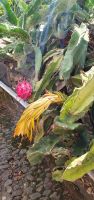 Drachenfrucht