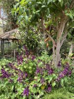 Esmeraldas Garten