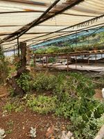 Esmeraldas Garten