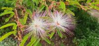 Fabaceae