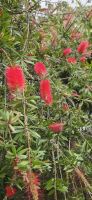 Flaschenputzer im Bot.Garten
