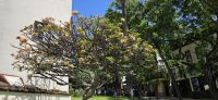 Frachipani Baum