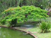Funchal - Santa Catarina Park - Akazienform