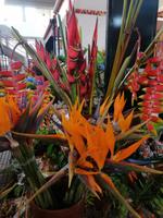Funchal Markthalle