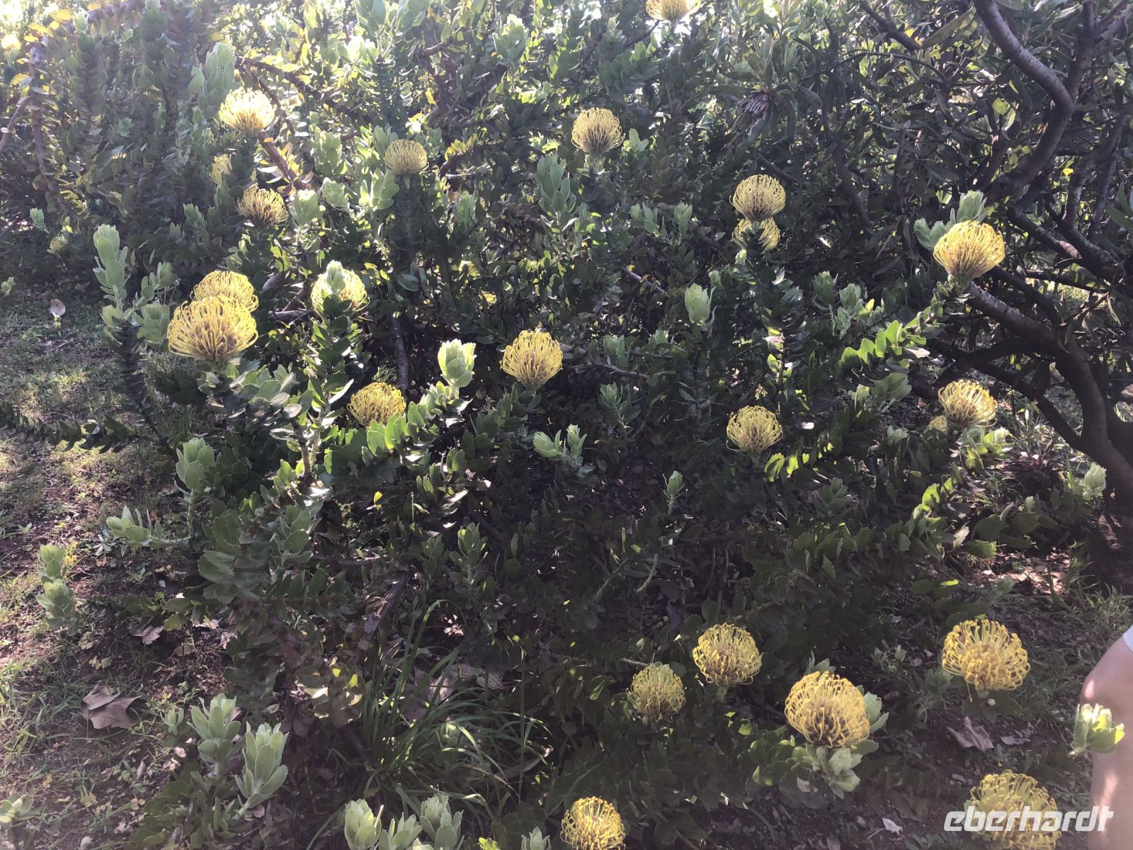 Gelbe Proteas