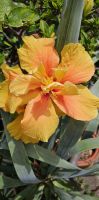 Hibiscusblüte
