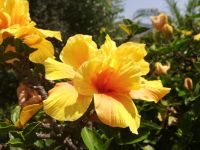 Hibiskus