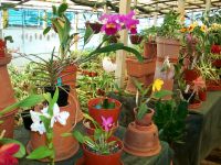 Im Orchideengarten