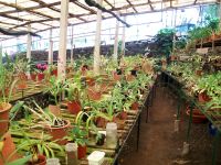 Im Orchideengarten