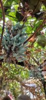 Jadewein mit Frucht