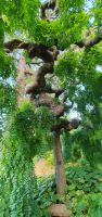 Japanischer Schnurbaum