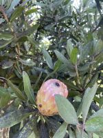 Königsprothea im Blandys Garten