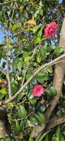 Kamelienblüte