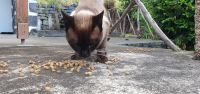 Katzenfrühstück