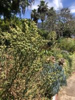 Kräutergarten