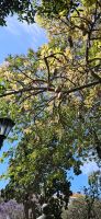 Leberwurstbaum in Funchal