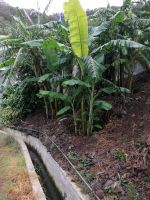 Levada von Maracos