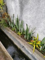 Levada von Maracos