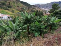 Levada von Maracos