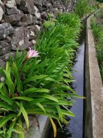 Levada von Maracos