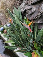 Levada von Maracos