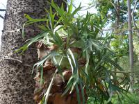 Madeira, Funchal, Botanischer Garten, Geweihfarn