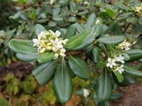 Madeira, Funchal, Botanischer Garten, Klebsamen
