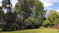 Madeira, Funchal, Palheiro Garden, Neuseeländischer Eisenholzbaum