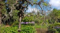 Madeira, Funchal, Palheiro Garden