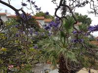 Madeira, Funchal, Palisanderbaum