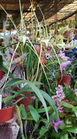 Madeira, Funchal, Quinta Boa Vista, Orchideen