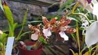 Madeira, Funchal, Quinta Boa Vista, Orchideen