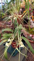 Madeira, Funchal, Quinta Boa Vista, Orchideen