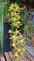 Madeira, Funchal, Quinta Boa Vista, Orchideen