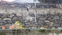 Madeira, Funchal, Quinta Boa Vista