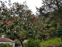 Madeira, Ribeira Frio, Kamelie