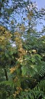 Mimosenakazie