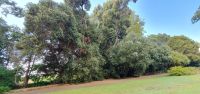 Neuseeländischer Eisenholzbaum