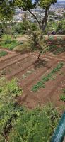 Nutzgarten im Botanischen Garten Funchal